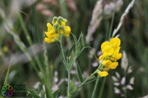 Lathyrus pratensis (6).jpg